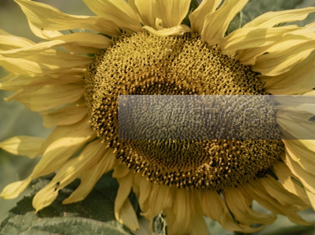 Абитуриентка (1973)