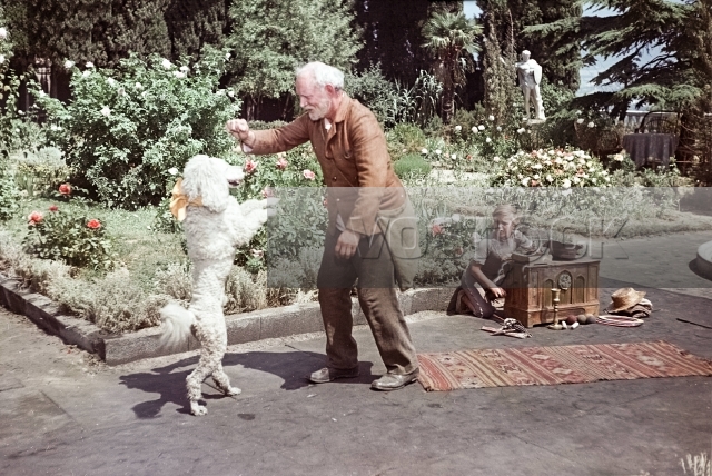 Белый пудель (1955)