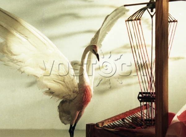 Журавлиные перья (1977)